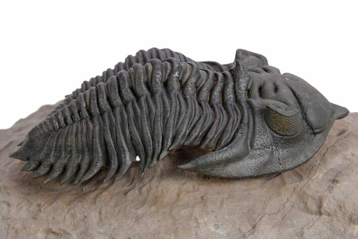 Stunning Metacanthina Trilobite - Lghaft, Morocco #359153